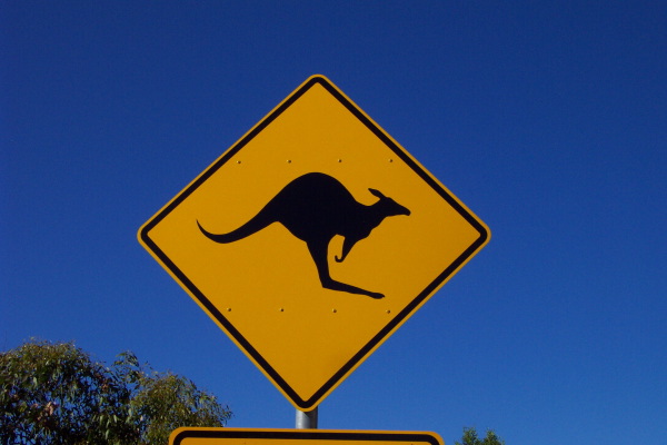 kaenguruh2